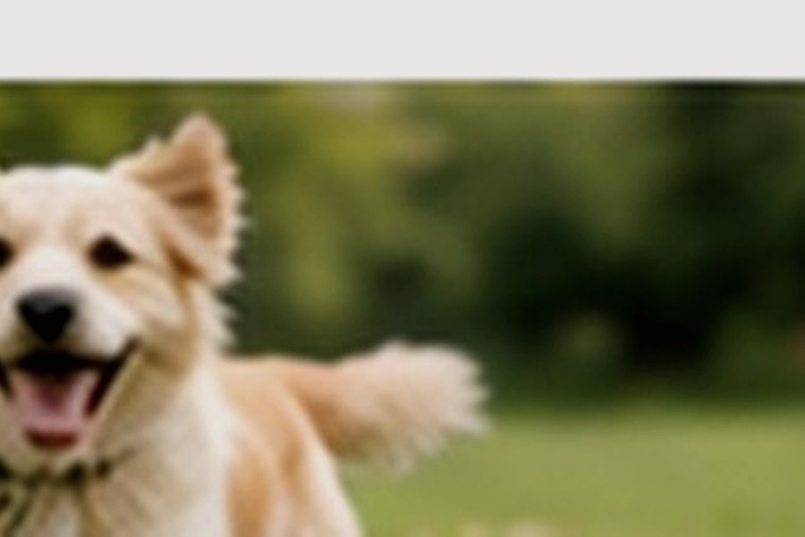 Lüks kedi süiti