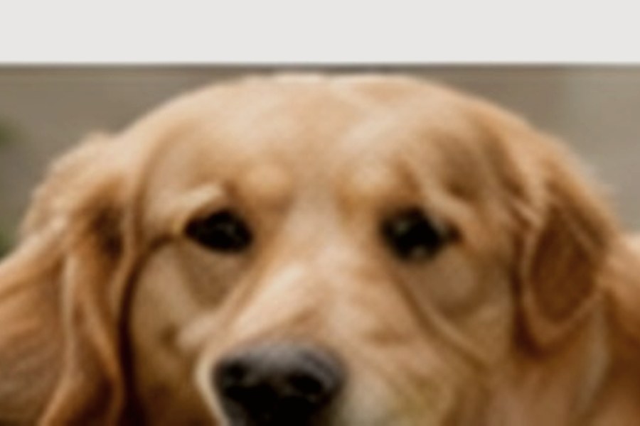 Profesyonel pet spa bakımı