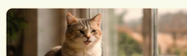 Evde sakin bir kedi