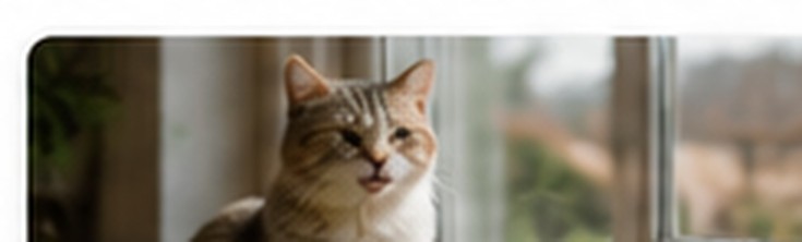 Kedi konaklama alanı
