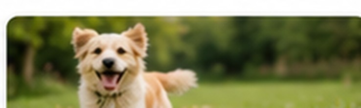 Köpek konaklama alanı